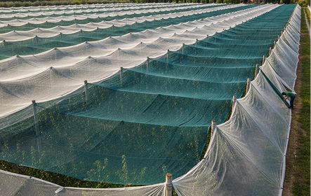Agriculture — ropes and nets