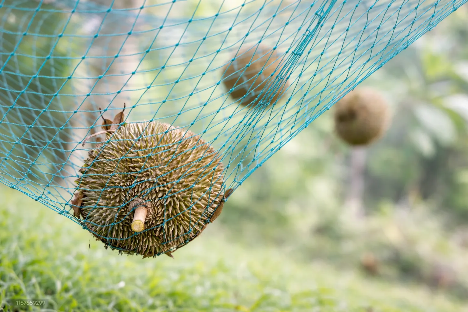 Durian Nets