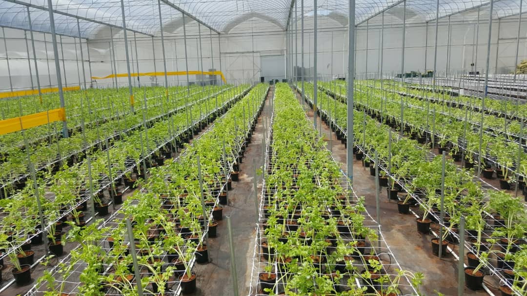 Flower and Vegetable Nets