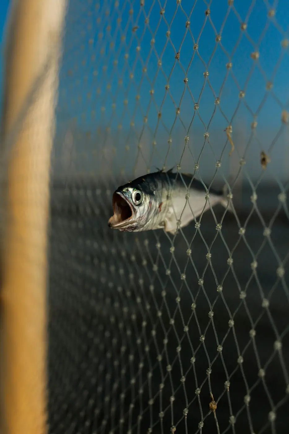 Gill Net